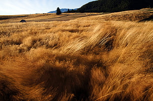 brown grass field HD wallpaper