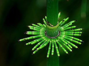 green plant stigma closeup photography during daytime