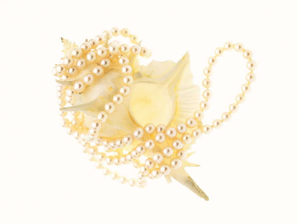 beige seashell HD wallpaper