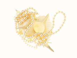 beige seashell