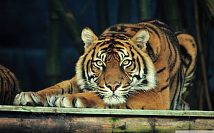 Tiger on wooden surface