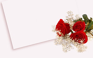 three red Rose flowers on white printer paper HD wallpaper