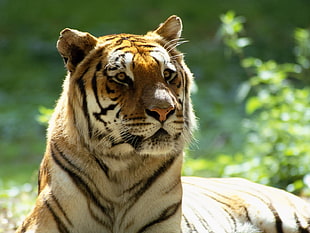 depth of field photo of siberian tiger