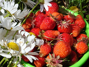 strawberries beside daisy