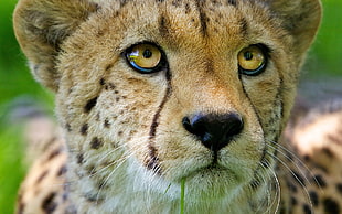 shallow focus photography of leopard HD wallpaper