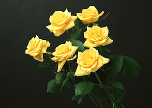 six yellow roses HD wallpaper