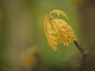 beige leaf plant closeup photography HD wallpaper