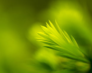 macro photography of green plant HD wallpaper