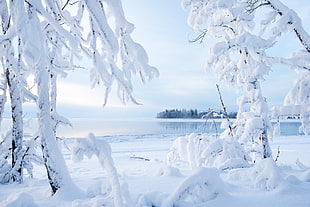 white snow, Canada, kakisa lake, nature, landscape