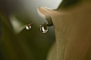 closeup photography of water teardrop, lily