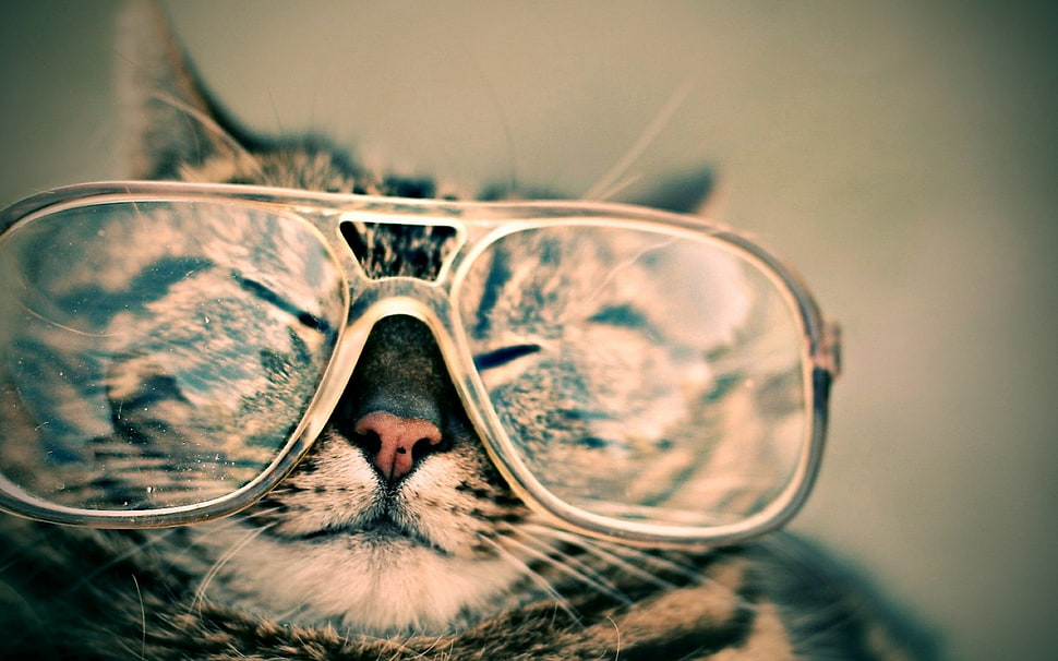 silver tabby cat, cat, animals, glasses HD wallpaper