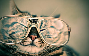 silver tabby cat, cat, animals, glasses