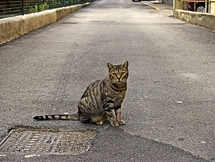 silver tabby cat on the middle of the road during daytime