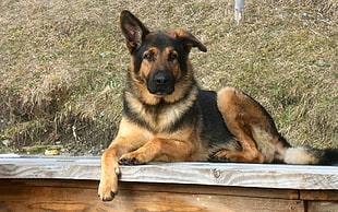 adult black and brown German shepherd