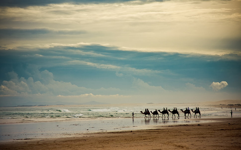 photo of six camels near body of water taking picture during daytime HD wallpaper
