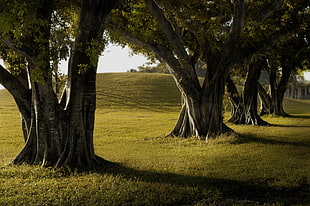 green leafed trees, trees, lines, grass, green