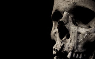 human skull, skull, bones