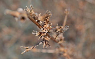 macro photography of wilted plant