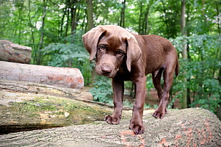 chocolate Labrador Retriever puppy on wooden logs near green tall trees