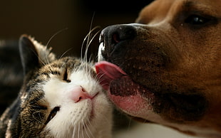 brown tan American Pit Bull Terrier licking cat