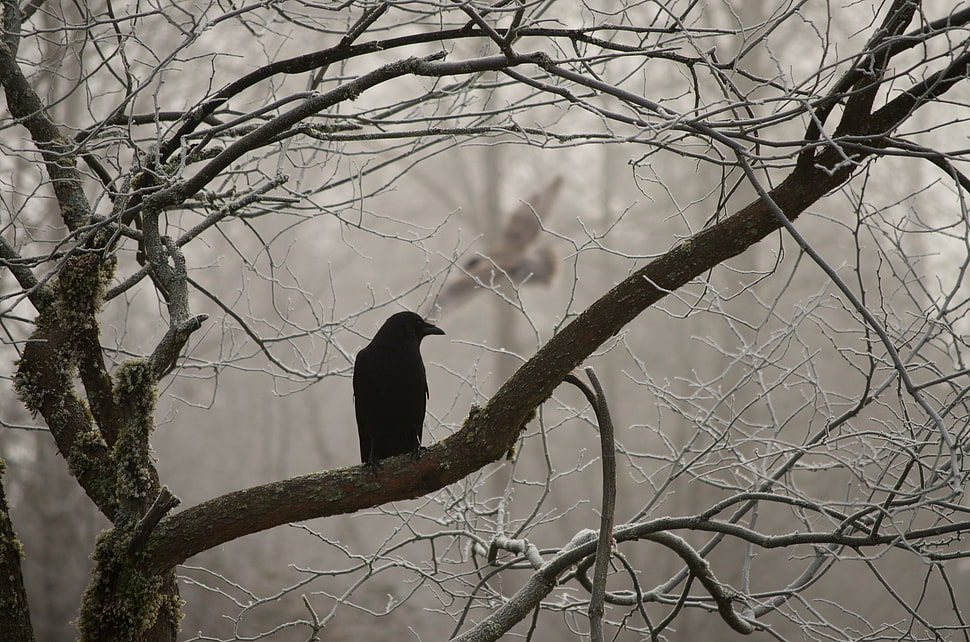 Hawk perch on tree branch HD wallpaper