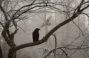 Hawk perch on tree branch
