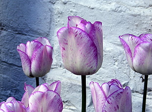 purple-and-white Tulip flowers HD wallpaper