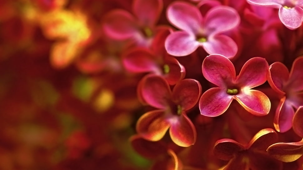 pink flowers, flowers, nature, lilac, macro HD wallpaper