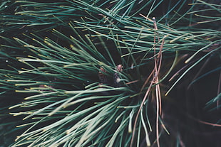 green leafed plant, Spruce, Branches, Spines