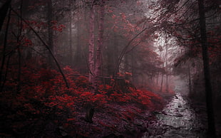 red tree, red, trees, black cats, river