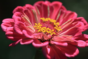 close-up photography of pink petaled flower, zinnia