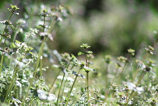 close-up photo of green grass HD wallpaper