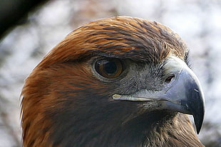 brown falcon in close up photography