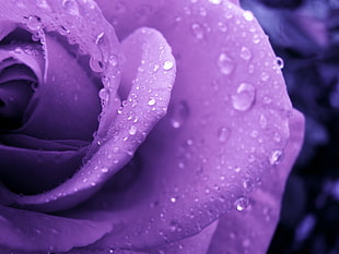 purple petal flower, rose, purple, water drops, flowers HD wallpaper