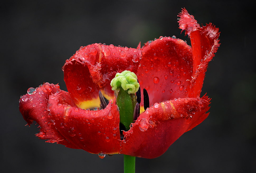 red petaled flower on focus photo with water dew, tulip HD wallpaper
