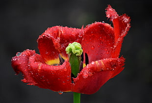 red petaled flower on focus photo with water dew, tulip
