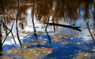 dry leaves on body of water