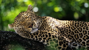 leopard sleeping on green branch, sleeping, bokeh, wildlife, nature