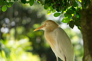 yellow and white bird near tree, cattle egret