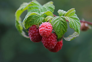 red raspberry with green leaf, nature