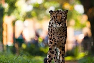 Cheetah walking on green grass during daytime