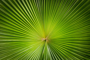 green fan plam, Leaf, Plant, Symmetry