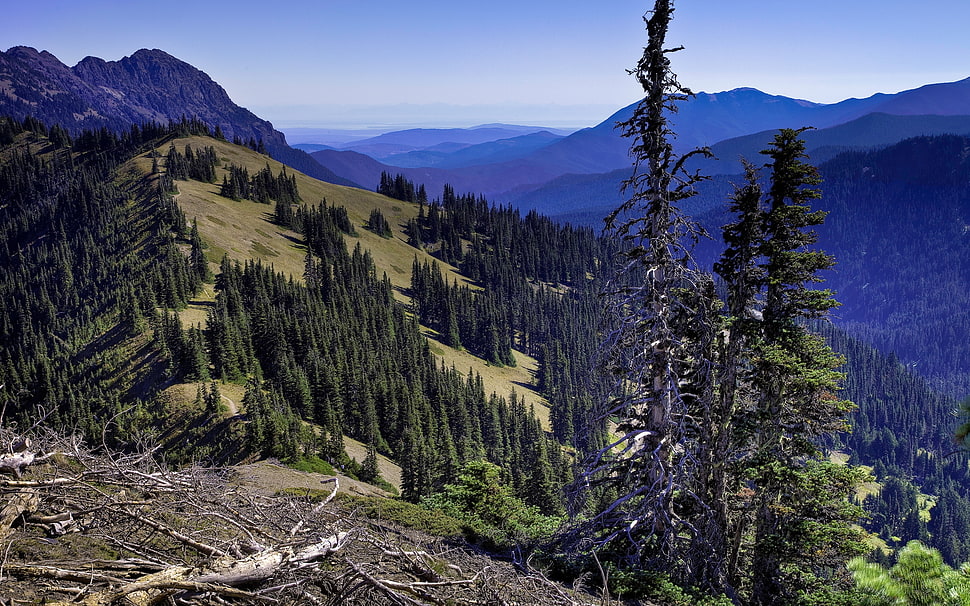 green pine tree lot mountain HD wallpaper