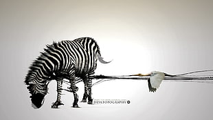 zebra illustration, Desktopography, zebras, digital art, animals HD wallpaper