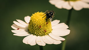 black wasp perched on white daisy flower in closeup photography