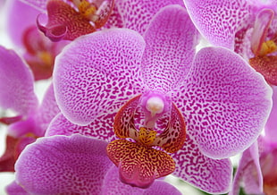 selective focus photo of purple Moth Orchid