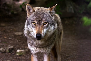 czechoslovakian wolfdog closeup photography