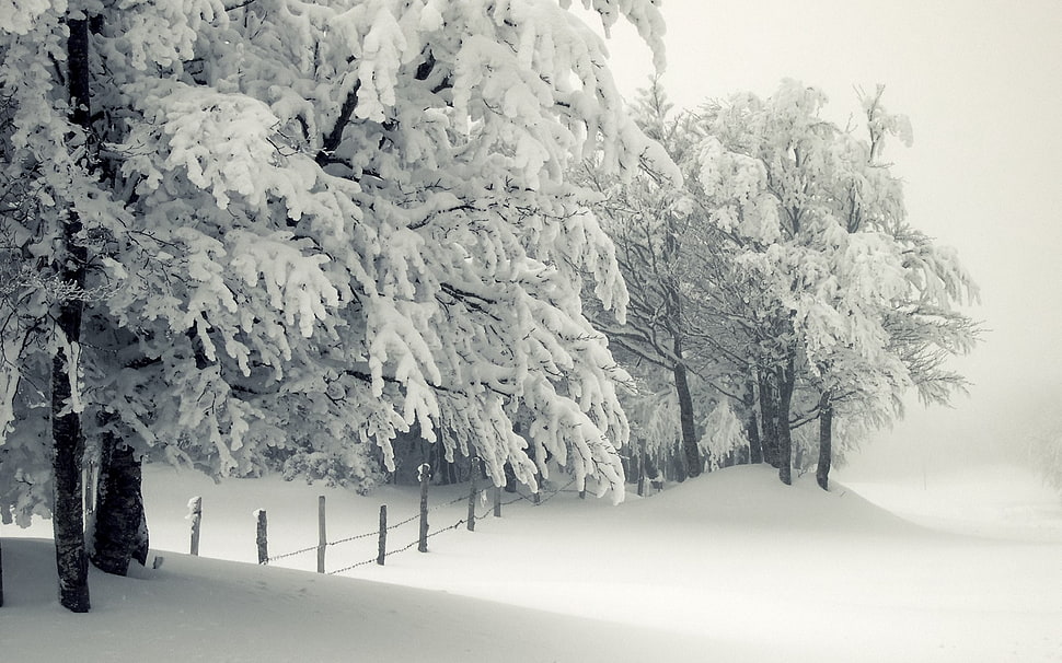 snow covered trees and fence, seasons, landscape, snow, winter HD wallpaper