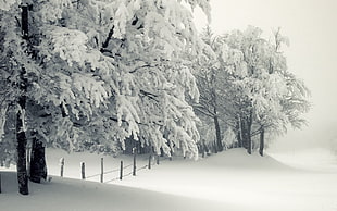 snow covered trees and fence, seasons, landscape, snow, winter