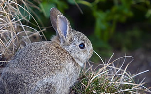 grey rabbit on grass
